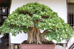 榕樹葉子怎么一碰就掉，可能是因為植株遭受凍害