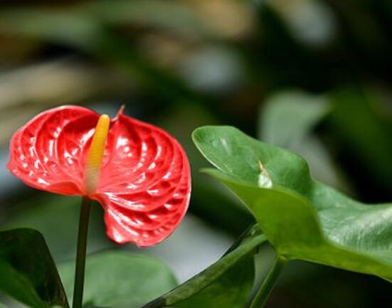 紅掌的作用有哪些，凈化空氣、陶冶情操、五行轉(zhuǎn)化
