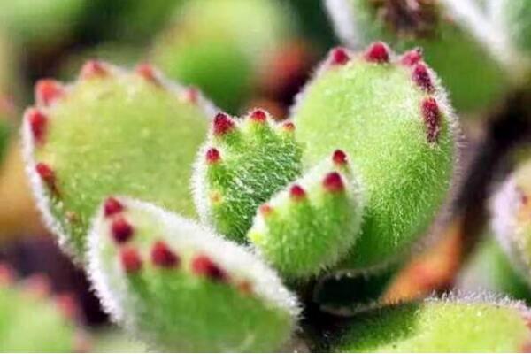 熊童子怎么施肥，熊童子的施肥方法