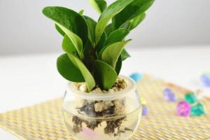 碧玉可以水培嗎，碧玉的水培養(yǎng)殖方法