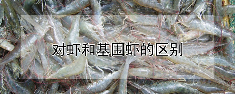 對蝦和基圍蝦的區(qū)別
