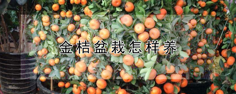 金桔盆栽怎樣養(yǎng)