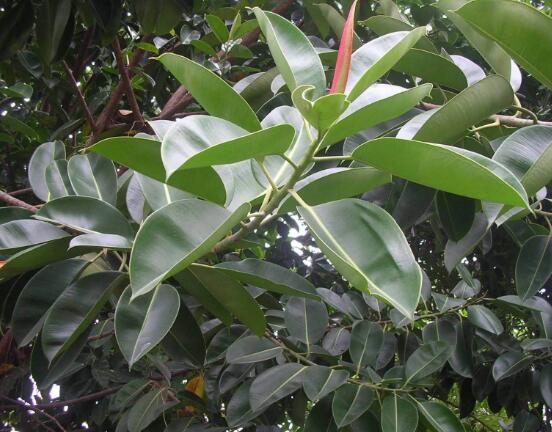 橡皮樹一盆栽幾棵最好，三棵為森八棵為發(fā)（推薦1/3/8/9）