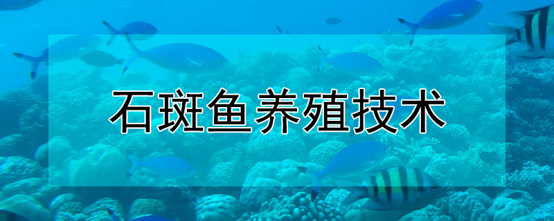 石斑魚養(yǎng)殖技術(shù)