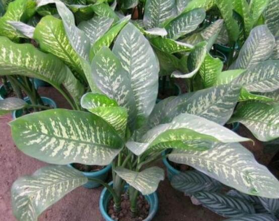 厚葉萬年青有毒嗎，誤食致人聲帶變啞、胃腸腫痛