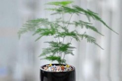 文竹冬天怎么養(yǎng)護(hù)，做好以下四點(diǎn)是關(guān)鍵