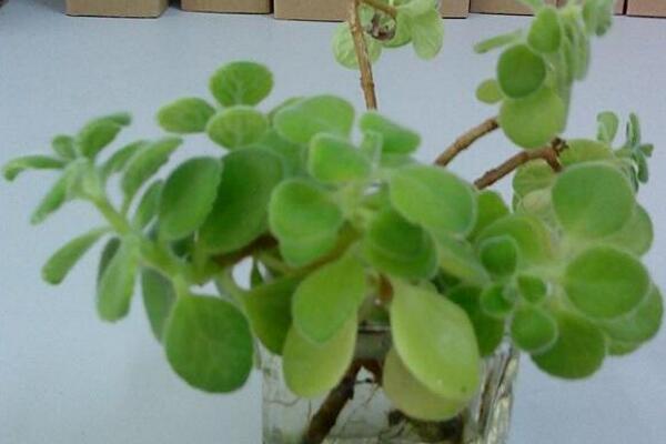 碰碰香夏天怎么澆水，保持土壤處于干燥的狀態(tài)