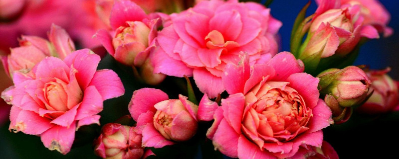 長(zhǎng)壽花花苞期間怎么養(yǎng)護(hù)