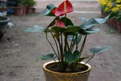 紅掌怎么養(yǎng)長(zhǎng)得快，掌握正確的養(yǎng)護(hù)方法是關(guān)鍵