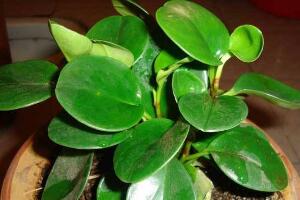 碧玉施什么肥好，碧玉的施肥方法