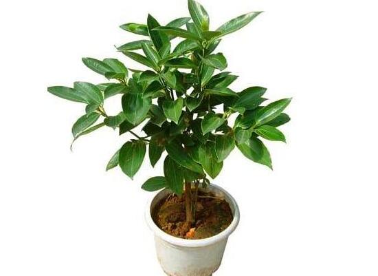 平安樹怎么養(yǎng)才茂盛，平安樹的養(yǎng)殖方法