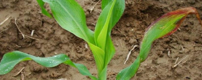 玉米苗發(fā)黃不長怎么回事