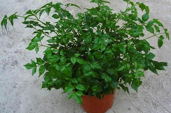 幸福樹開花什么預(yù)兆、寓意著家庭和睦，幸福快樂(吉兆)