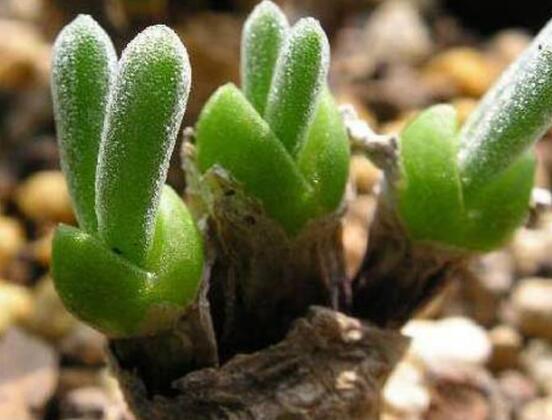 碧光環(huán)多肉怎么養(yǎng)，注意土壤透氣性、控水控溫度