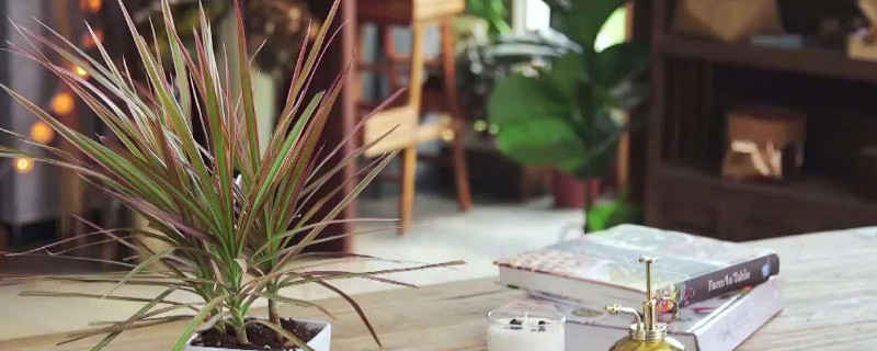 千年木怎么過(guò)冬