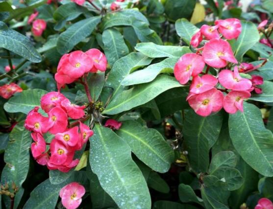 虎刺梅不開花什么原因，老農(nóng)總結(jié)最實(shí)用三種解決方法