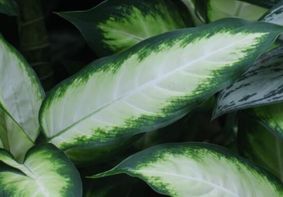 厚葉萬年青有毒嗎，誤食致人聲帶變啞、胃腸腫痛