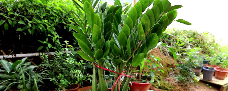 金錢樹沒(méi)有根能活嗎