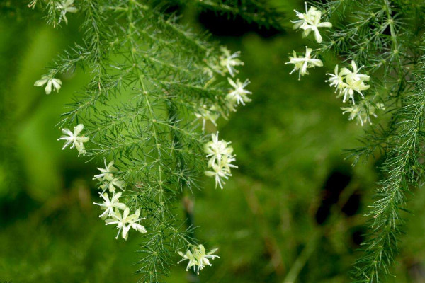 文竹為什么長(zhǎng)藤，正常生長(zhǎng)發(fā)育的過程