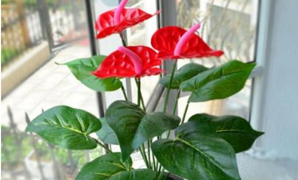 紅掌的催花方法，加強(qiáng)日常管理（溫度、光照、通風(fēng)、肥水）