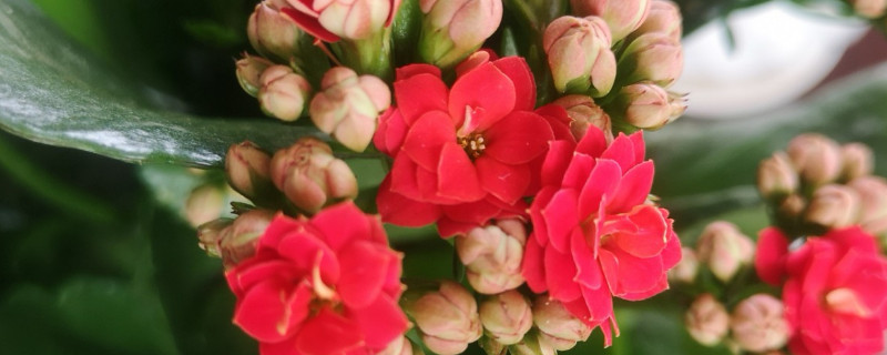 長(zhǎng)壽花秋季能打頂嗎