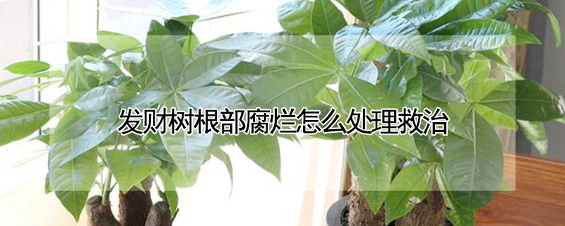 發(fā)財(cái)樹(shù)根部腐爛怎么處理救治