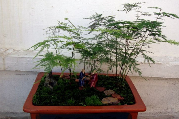 文竹施肥用什么肥料，文竹四季施肥要點