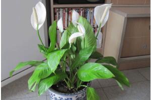 一帆風(fēng)順怎么澆水，一帆風(fēng)順可以澆啤酒嗎