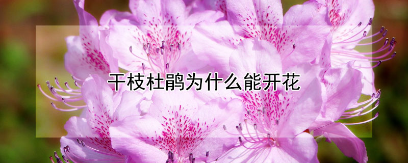干枝杜鵑為什么能開(kāi)花