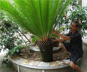 鐵樹怎樣整形修剪，鐵樹的修剪方法介紹