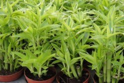 富貴竹能放臥室嗎，可以放在臥室