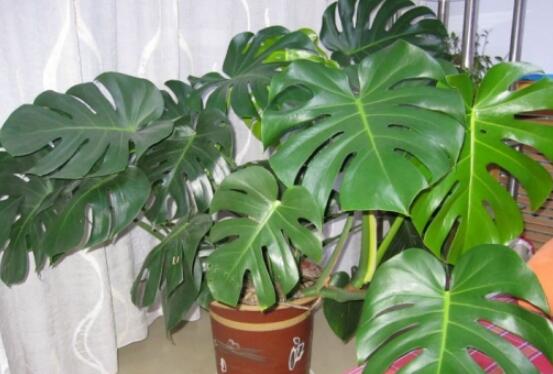 龜背竹滴水是怎么回事，只是一種正常的吐水現(xiàn)象(水分充足)