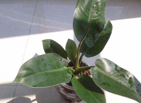 橡皮樹有毒嗎，橡皮樹能放在臥室嗎