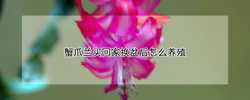蟹爪蘭買(mǎi)回家換盆后怎么養(yǎng)殖