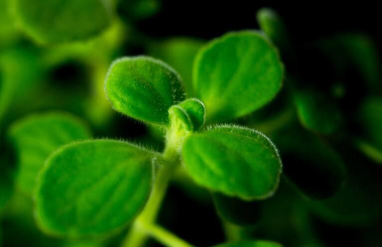 碰碰香能在臥室放嗎，不光可以放/還能制作飲品