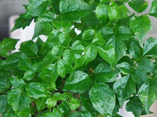 幸福樹不長葉子怎么辦，做好這四點(diǎn)可生長的茂盛碧綠