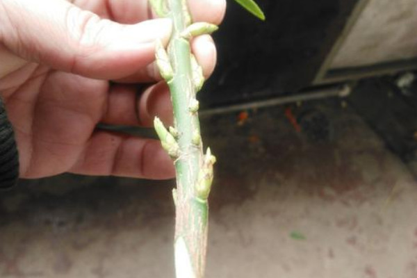 金錢樹(shù)沒(méi)有根能活嗎