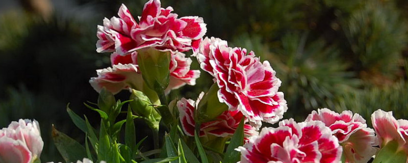康乃馨春天播種什么時候開花