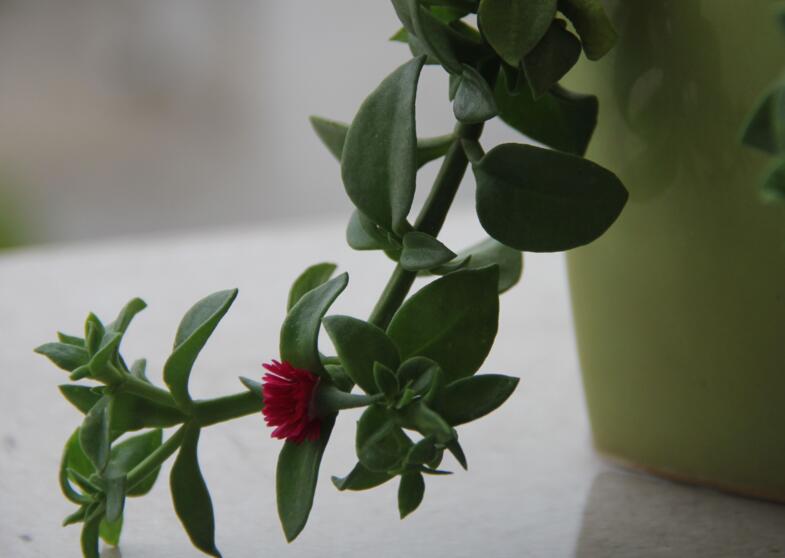 玉樹用什么土壤，最好使用沙土栽種