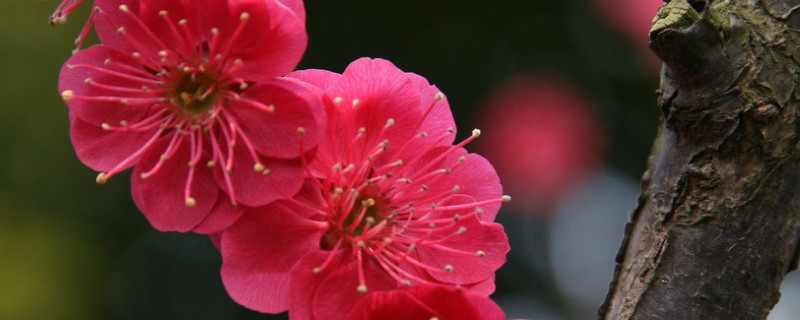 紅梅夏天為什么掉葉子