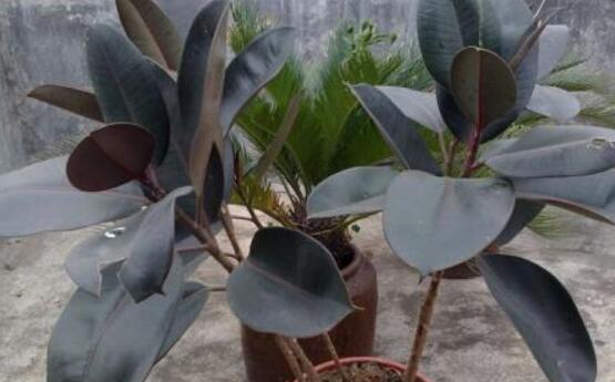 橡皮樹葉子發(fā)黃怎么辦，八個辦法變得郁郁蔥蔥