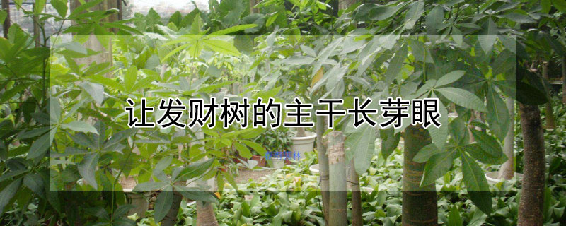 讓發(fā)財(cái)樹(shù)的主干長(zhǎng)芽眼