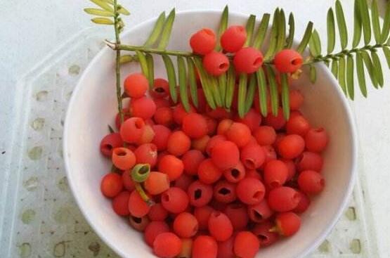 紅豆杉怎么繁殖，紅豆杉繁殖方法