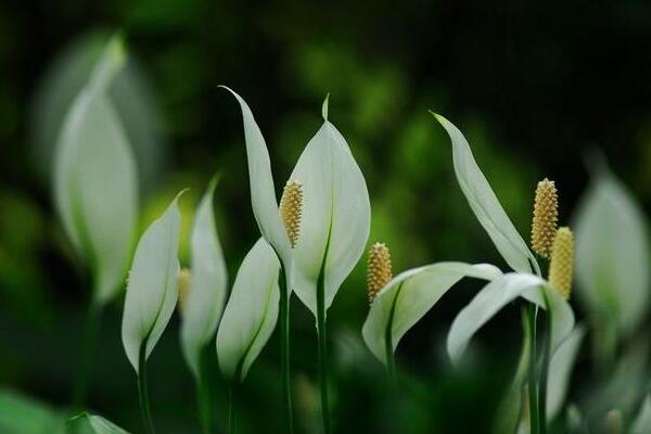 白掌和一帆風(fēng)順是一種花嗎，是同一種植物沒區(qū)別