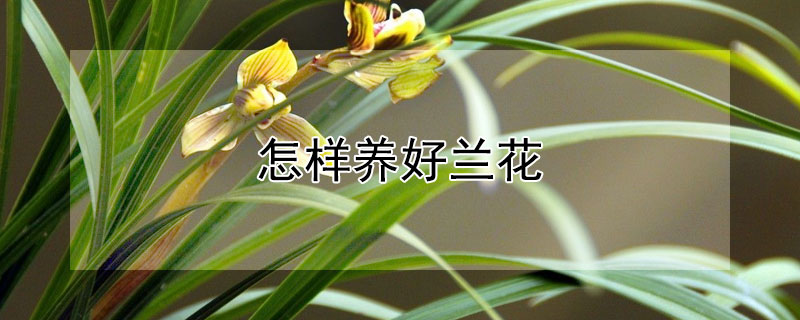 怎樣養(yǎng)好蘭花