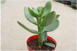 玉樹怎么扦插，玉樹扦插方法圖解(存活率100%）