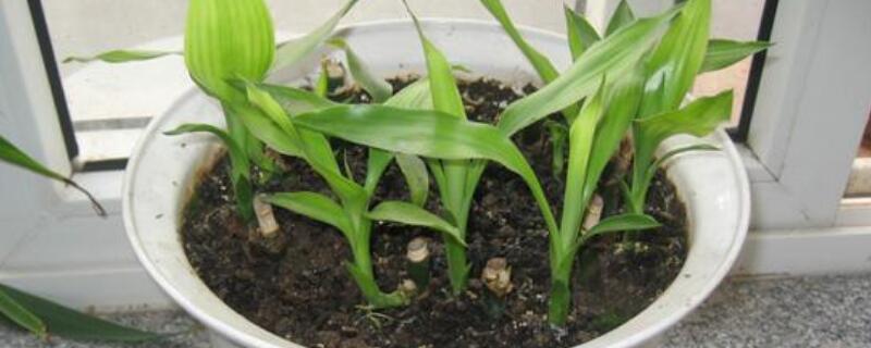 富貴竹發(fā)黃怎么辦