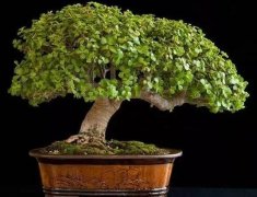 玉樹怎么修剪，玉樹的修剪方法圖解