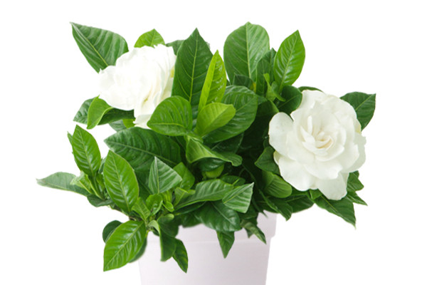 梔子花和桂花哪個(gè)香