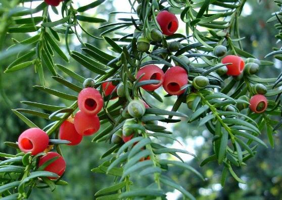 紅豆杉的品種，盤(pán)點(diǎn)中國(guó)紅豆杉五大品種